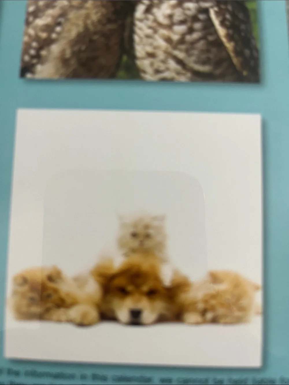 Buddies 2027 Pets Calendar - Cream